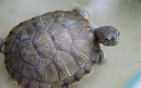 巴西龜是陸龜嗎 87年出生